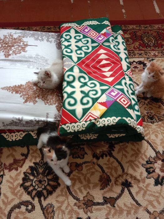 Отдам в добрые руки