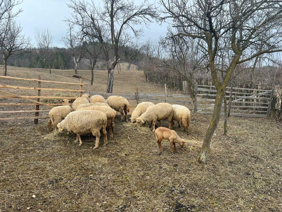 Vand 9 oi sanatoase, crescute in zona de munte