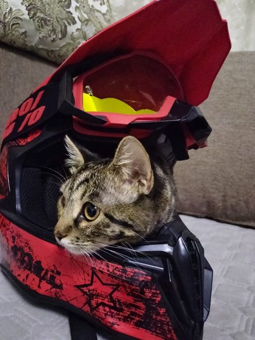 Продам 2х бенгальских котшечек