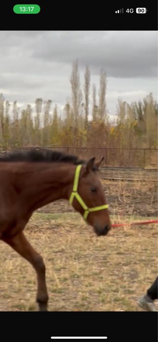 Байтал ұрғашы тай