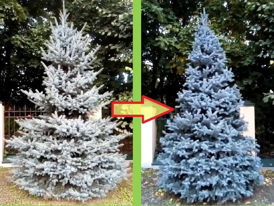 Обрезка плодовых деревьев и хвойных!