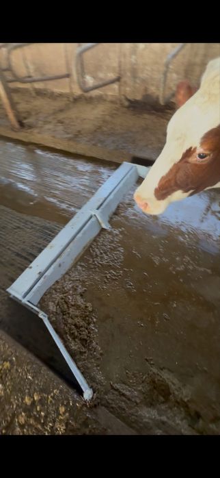 Raclet grajd plug raclor, dejectii ferma vaci , nu vidanja, gunoi