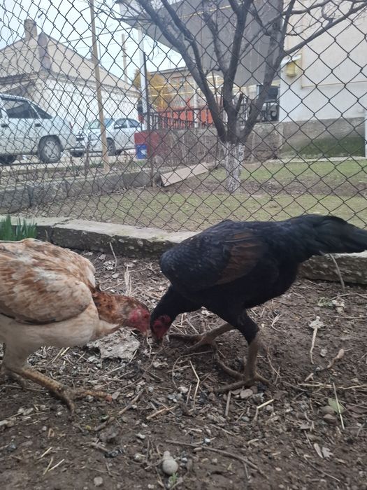 Дакан тауық сатылады китаи шамо