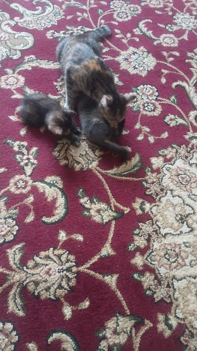 Котята в хорошие руки