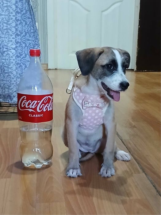 Мика ищет своих мам и пап!