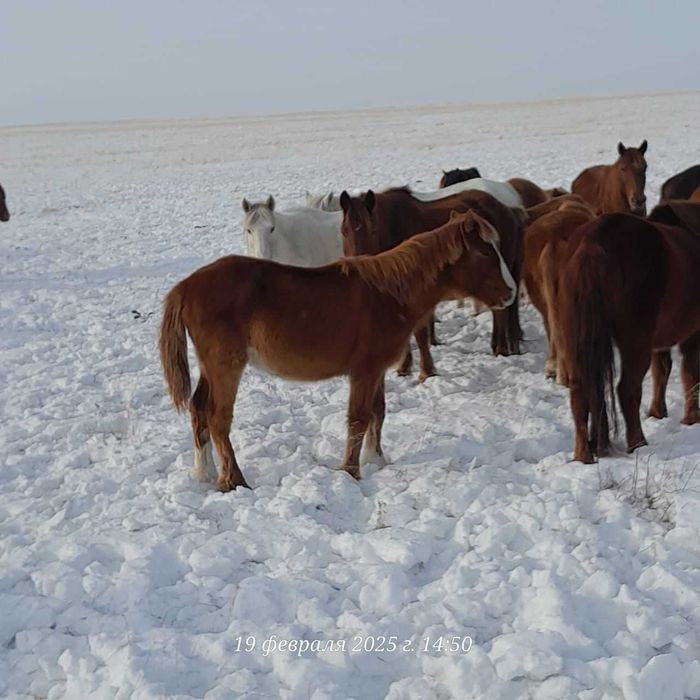 Жабагы сатамыз оптом