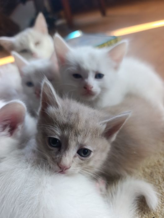 Котятки Бесплатно