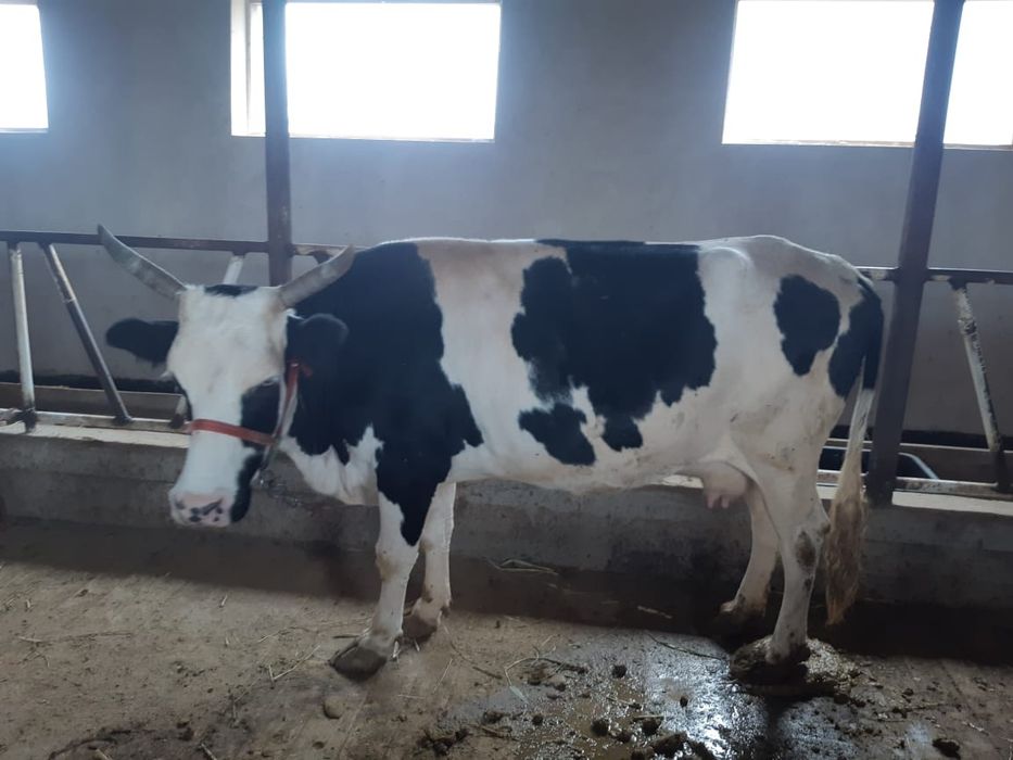 Семіз сиыр сатылады