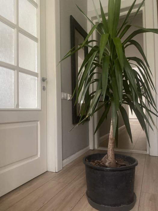 Yucca Superba - aprox 1,60 m inaltime, glastra solida