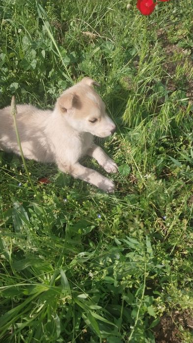 Хаски щенята продаем
