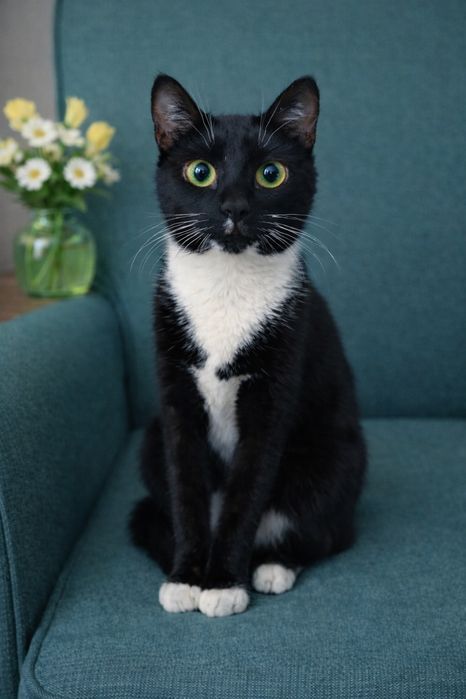 Кот ФЕЛИКС ищет семью