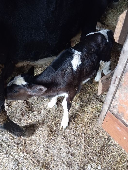 Продам телят 6/7 дней телочки