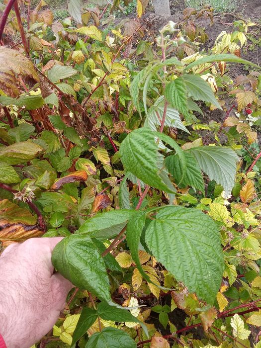 Продам саженцы малины