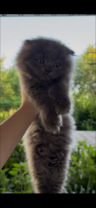 Мушукчала сотилади
