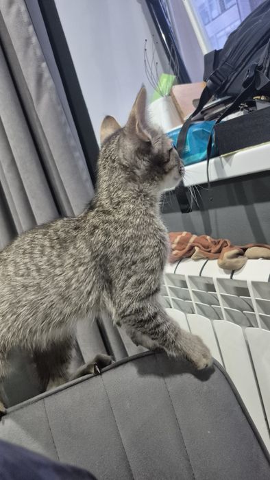 Котенок 2 месяца