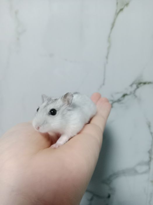 Продаю клетку для хомяков