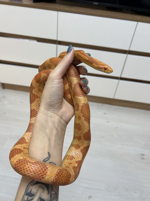 Маисовый полоз.