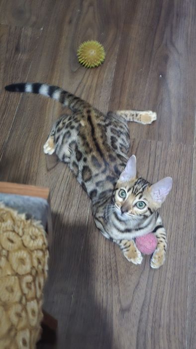 Чистокровный бенгаль