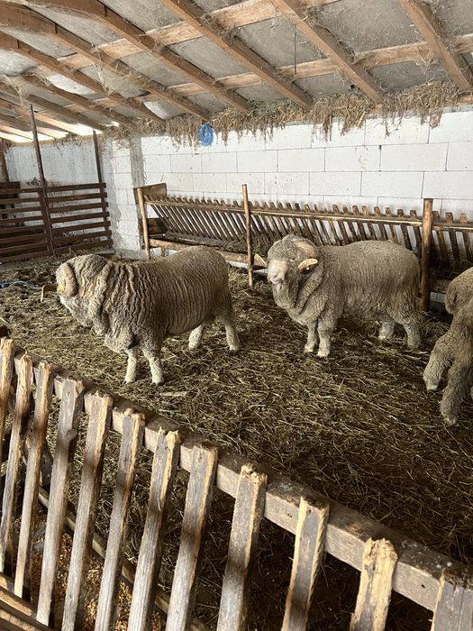 Vand  2 berbeci merinos miori