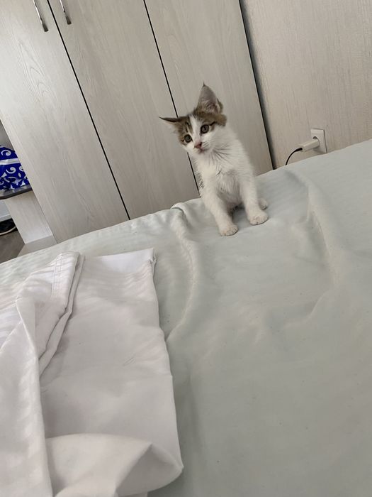 Шодланский кошки