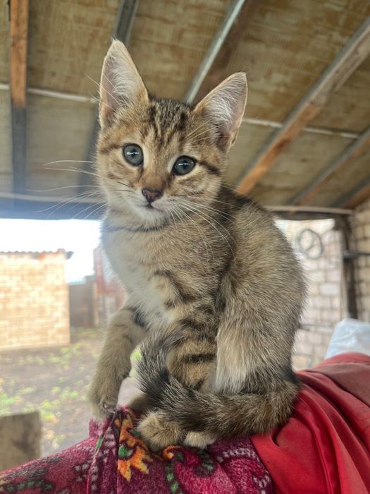 Отдадим котят в добрые руки