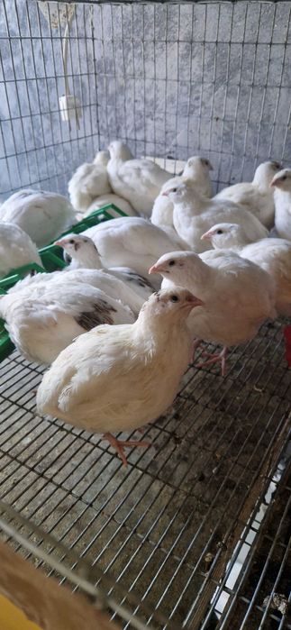 Oua incubat Giganta polara