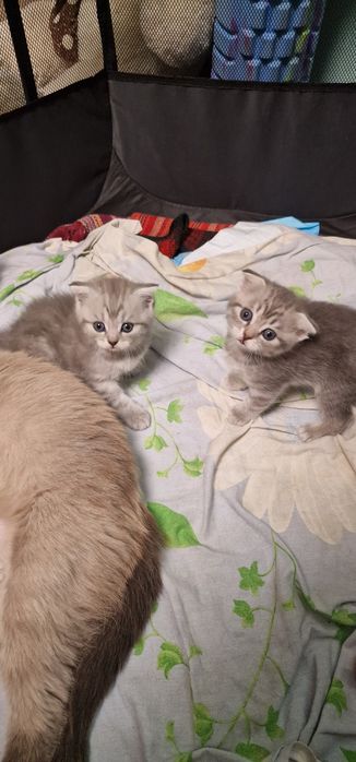 Шотландские котята