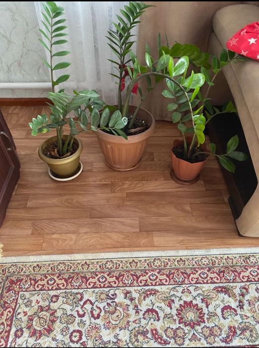 Цветы домашний продам