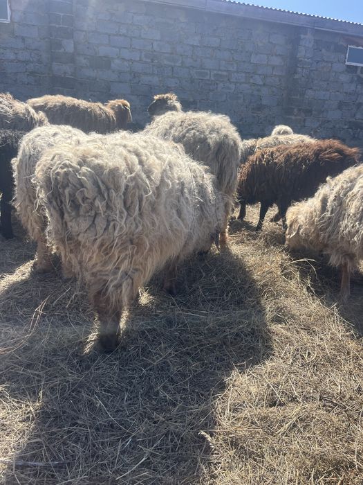 Продам овец с ягнятами