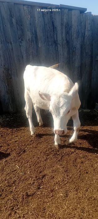 Бұзау сатылады багасы