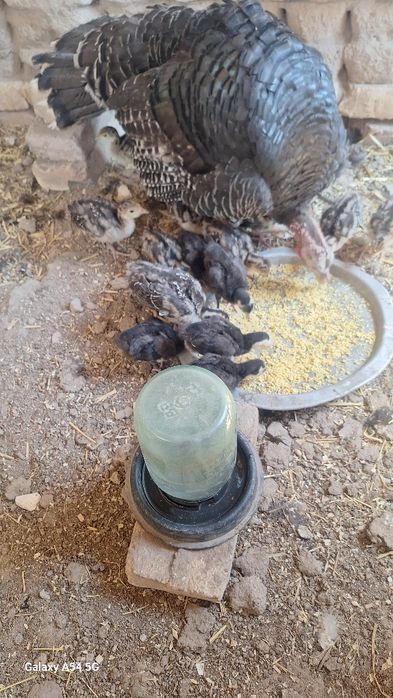Induk jojala onasi bn sotilodi