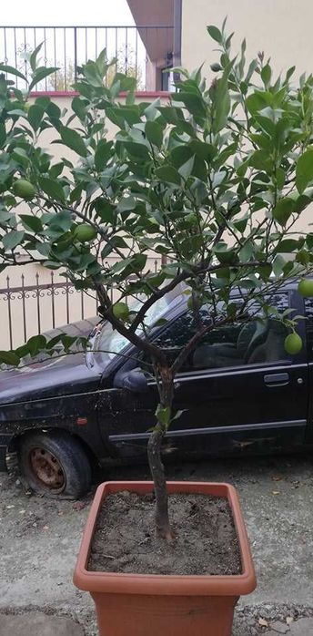 Лимони. Лимонови дръвчета - собствено производство