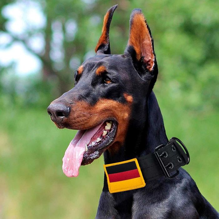 Zgarda tactica pentru caine