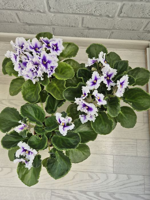 Продам фиалки к 8 марта