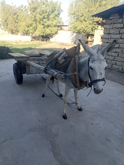 Aqtobe qishlogida jinsiy aloqa