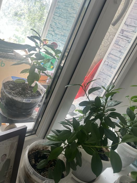 Продам комнатные цветы