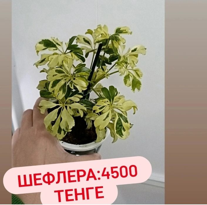 Шефлера:4500 тенге