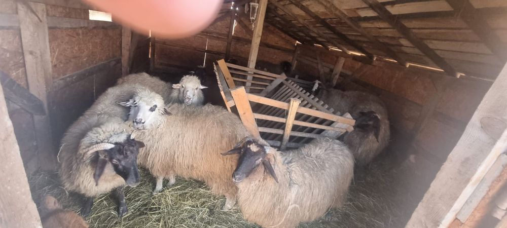 Capre și oi de vanzare