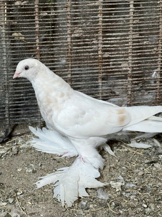 На продажу голуби с игрой