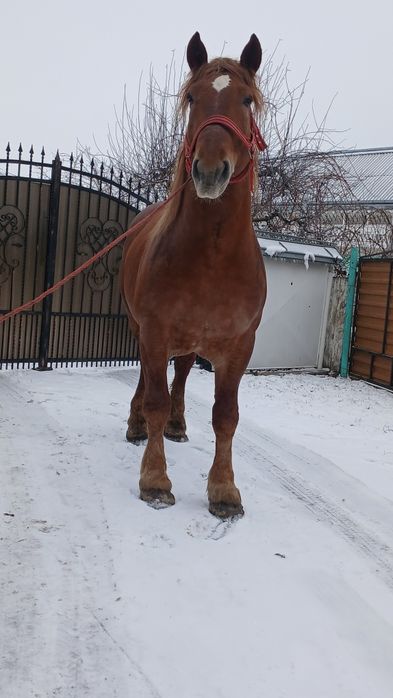 De vânzare armăsar