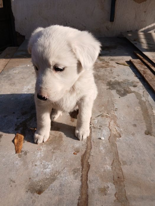 Отдам в добрые руки!