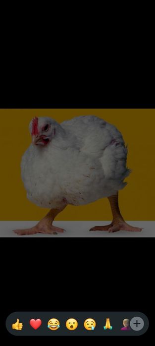 Продаётся тушка бройлера