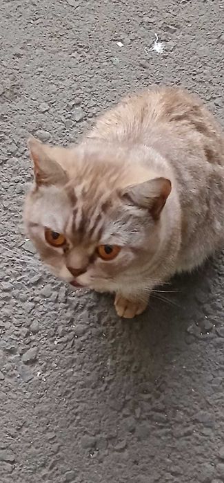 Кот ищет хозяина и дом