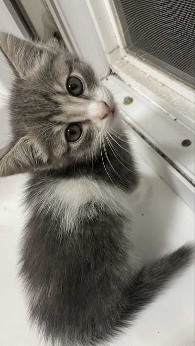 Отдам котенка в добрые руки