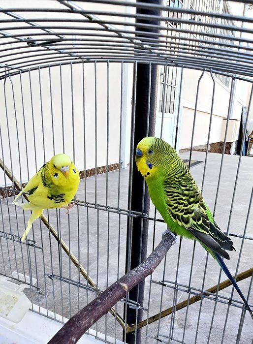 Волнистый попугайлар Valnistiy para