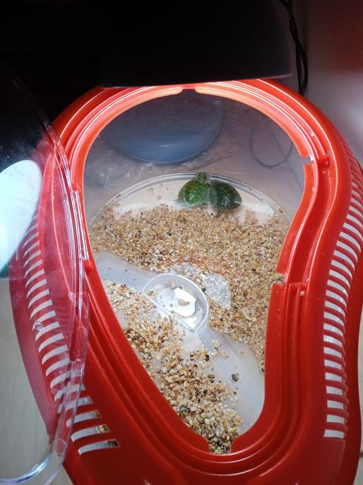 Красноухая черипаха продаётся вместе с аквариумом