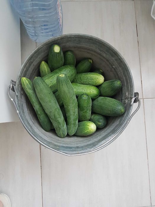 Продам опилки древесные