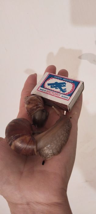 Продам улиток Ахатина