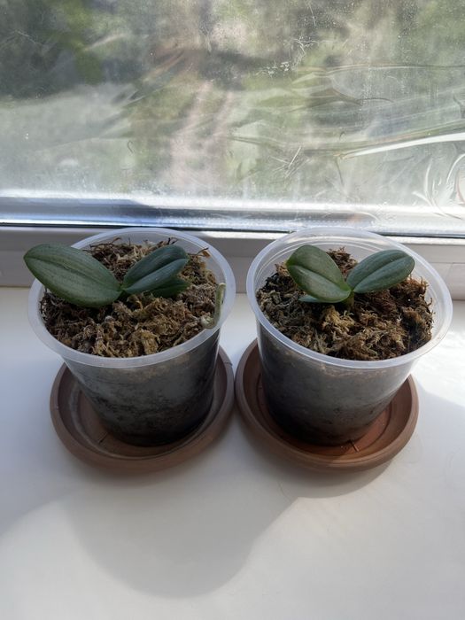 Продам орхидеи фаленопсис