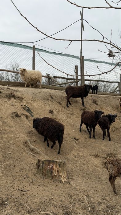 Мини овце холандски